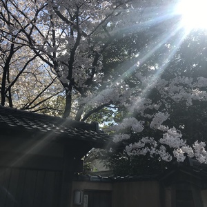 GWの営業日のお知らせ(*^-^*)